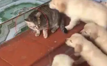 狗宝宝出生后,家里的猫咪感觉生无可恋:熊孩子走开! 狗宝宝出生后,家里的猫咪感觉生无可恋:熊孩子走开!