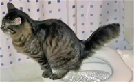 猫在卫生间就一直叫