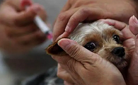 犬细小抗体检测参考值