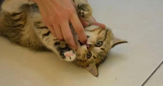 猫一睡醒就咬人 猫一睡醒就咬人