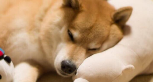 铲屎官套路柴犬，给它灌了几口啤酒，柴犬的反应笑哭主人 