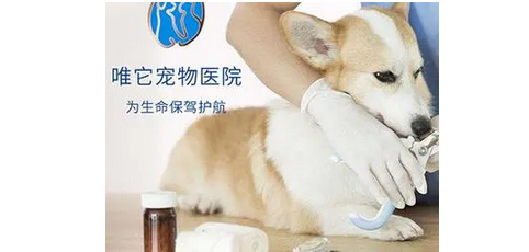 唯它宠物医院是连锁的吗