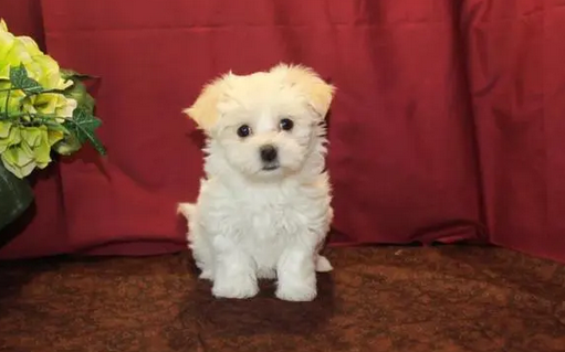 珍珠犬好养吗 珍珠犬好养吗