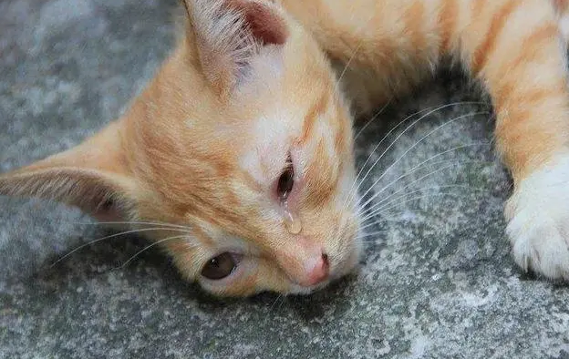 虐猫有瘾的人是什么病啊