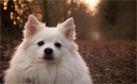 中国狐狸犬的缺点是什么