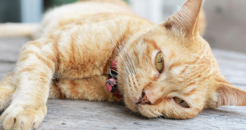 母猫在哺乳期突然吐了 母猫在哺乳期突然吐了