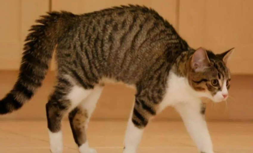 小猫总拱拱着腰怎么回事 小猫总拱拱着腰怎么回事
