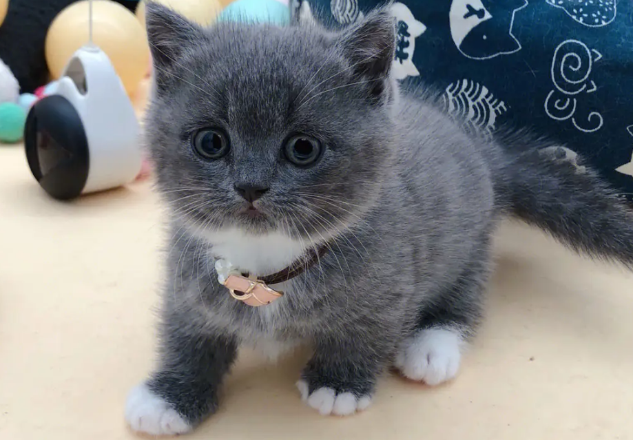 四爪白色的猫 不吉利 四爪白色的猫 不吉利