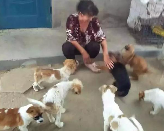 金毛被捆住嘴巴拴在救助站前,狗眼透露悲伤,弃养方式使人难过 金毛被捆住嘴巴拴在救助站前,狗眼透露悲伤,弃养方式使人难过
