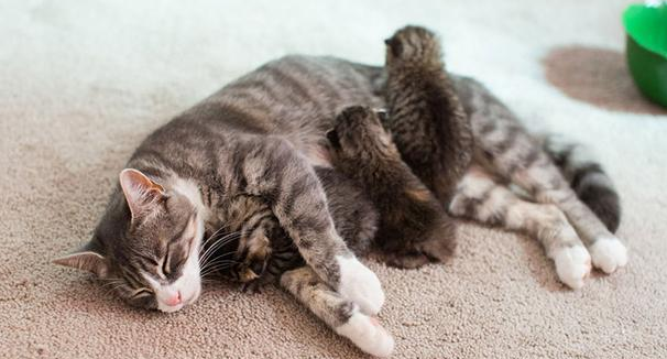 猫妈妈丧子后悲痛欲绝,暖心主人帮它找回“孩子” 猫妈妈丧子后悲痛欲绝,暖心主人帮它找回“孩子”