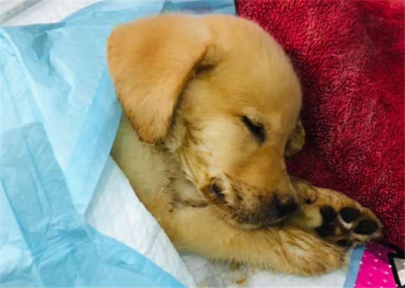 狗呕吐不吃东西没精神吃什么药 狗呕吐不吃东西没精神吃什么药