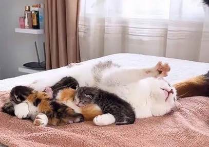 猫咪趁狗妈妈离开,趁机钻到小奶狗的窝里,主人当场笑喷! 猫咪趁狗妈妈离开,趁机钻到小奶狗的窝里,主人当场笑喷!