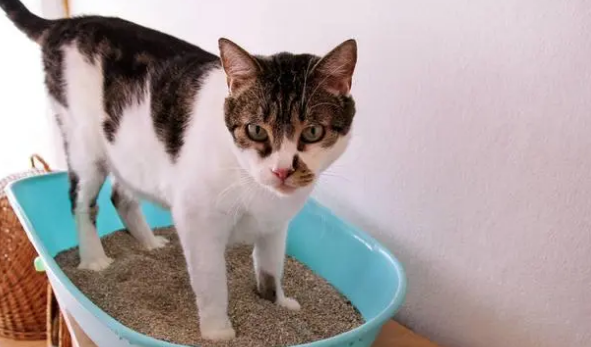 如何有效去除猫尿的味道