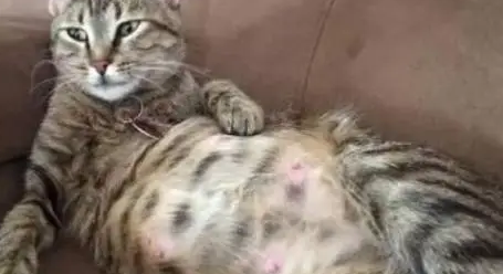 母猫产后一直叫还粘人