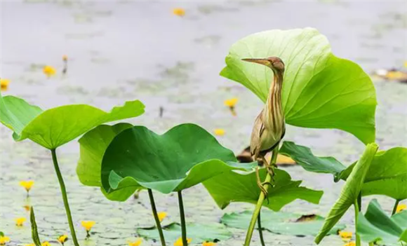 关于海南虎斑鳽，你想知道的在这里