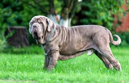 意大利纽波利顿犬多少钱一只