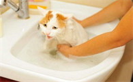 往猫身上泼水会怎样