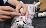 强行给猫喂药它会恨你吗