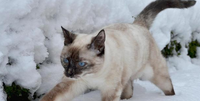 为什么雪鞋猫在中国很少见 为什么雪鞋猫在中国很少见
