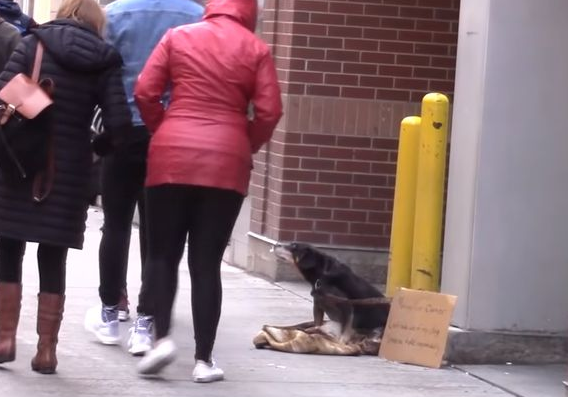 狗狗在大街上求助,来往的路人视而不见,流浪汉让狗狗感到了温暖 狗狗在大街上求助,来往的路人视而不见,流浪汉让狗狗感到了温暖
