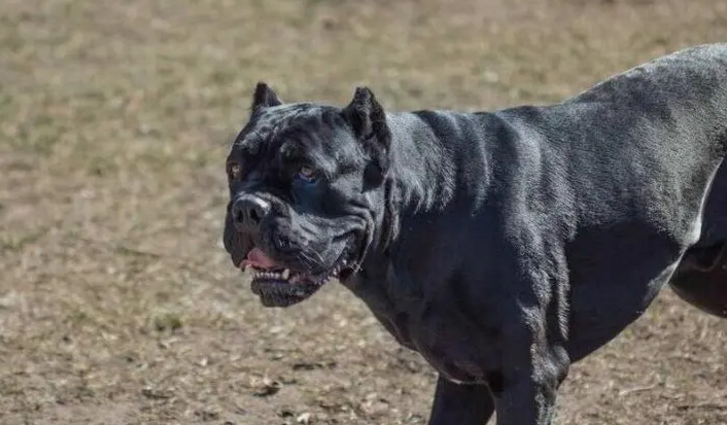 十大猛犬排行榜卡斯罗