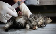 小猫安乐死会有感觉吗