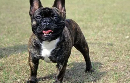 斗牛奏犬适合家养吗 斗牛奏犬适合家养吗