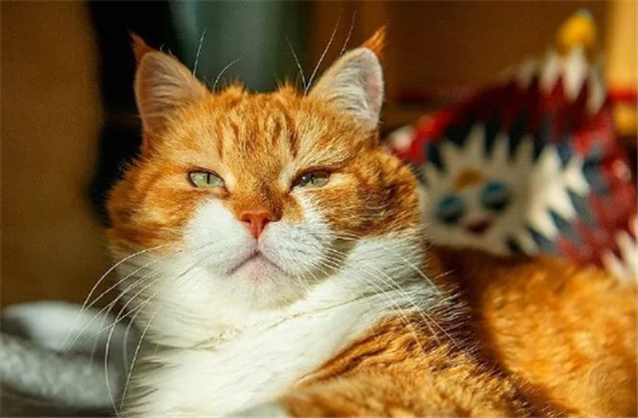 有福气的猫长相 有福气的猫长相