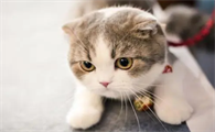猫在地府的地位