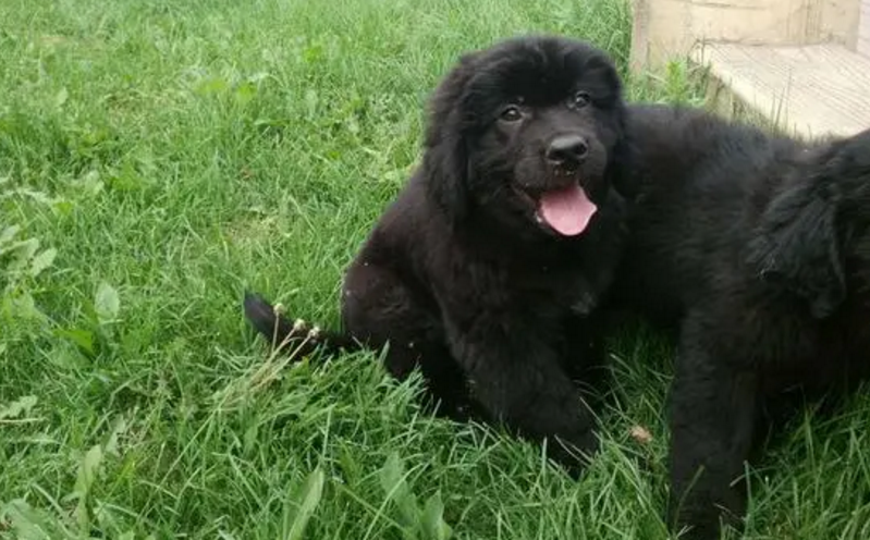 纽芬兰幼犬一个月的照片