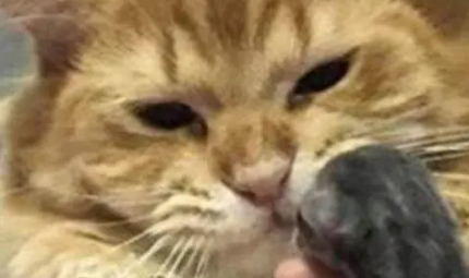 主人将小奶猫给猫爸,但它用表情告诉主人:不是我的孩,我不用理 主人将小奶猫给猫爸,但它用表情告诉主人:不是我的孩,我不用理