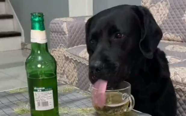 狗可以喝啤酒吗 狗可以喝啤酒吗