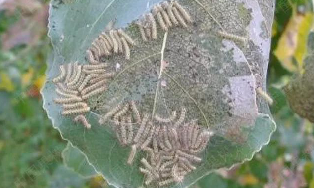 美国白蛾生物防治方法