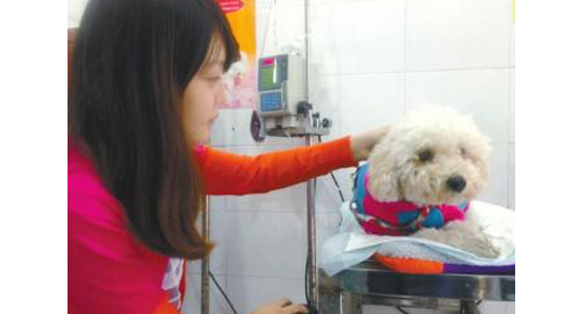罗威纳犬为患重病的贵宾犬“美美”献血 罗威纳犬为患重病的贵宾犬“美美”献血