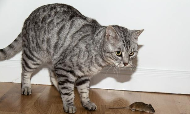 小猫的英语怎么读音