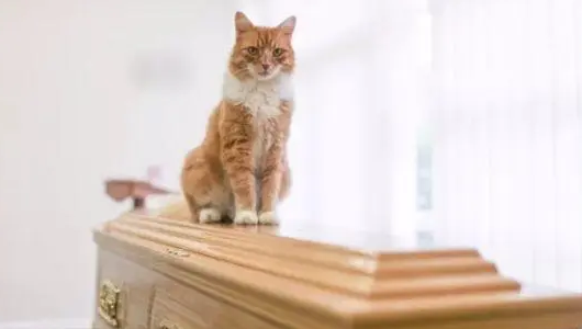 死人有猫到棺材跟好不好 死人有猫到棺材跟好不好