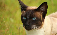 天生断尾的猫能活多久