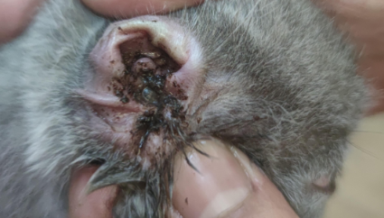 去除猫咪耳螨的土办法