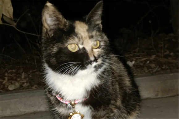 陌生猫跑进家里预示什么