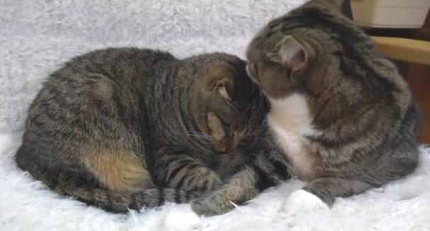 强行把两只不认识的猫关一起 强行把两只不认识的猫关一起