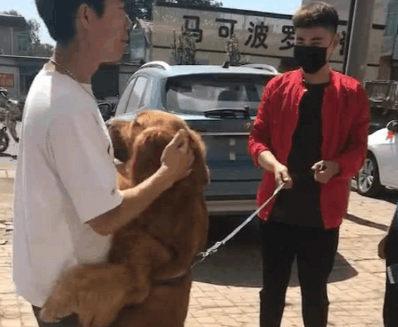 狠心主人欲将金毛送人,随后狗狗的反应让人泪目! 狠心主人欲将金毛送人,随后狗狗的反应让人泪目!
