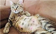 母猫临盆当天什么症状