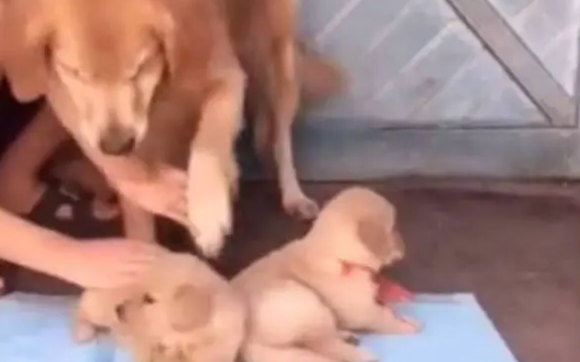 主人欲把狗宝宝送人,狗妈妈依依不舍,眼神让人好心酸 主人欲把狗宝宝送人,狗妈妈依依不舍,眼神让人好心酸