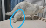 猫一瘸一拐的是扭伤吗