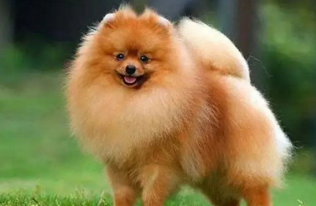 意大利狐狸犬棕色多少一只