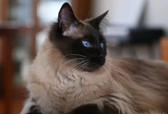 巴厘猫优缺点 巴厘猫优缺点