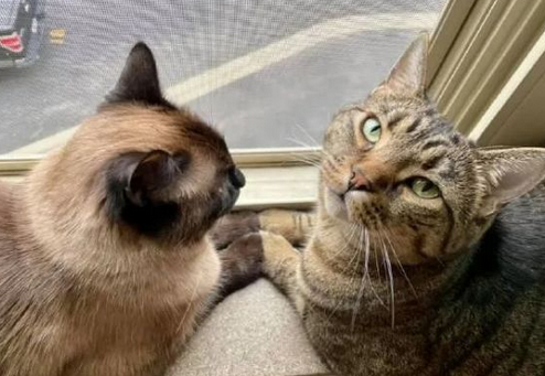 铲屎官养了两只猫咪,无意中拍到这一幕,真是心疼小黑猫 铲屎官养了两只猫咪,无意中拍到这一幕,真是心疼小黑猫
