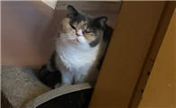 猫再困也要陪你去卫生间