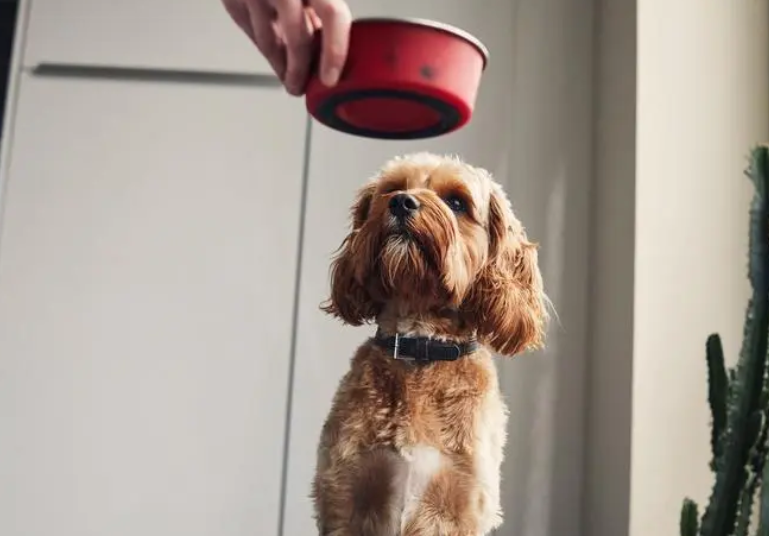 狗可以吃西梅肉吗