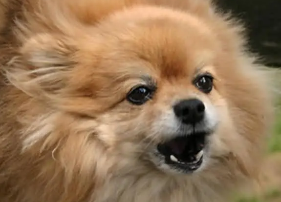 狗怎么叫 狗怎么叫